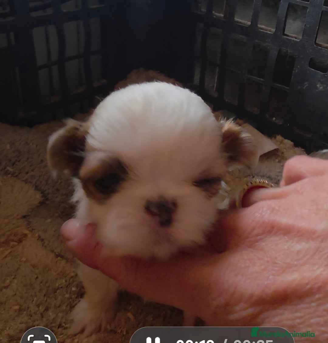 Shih Tzu perros en venta: Shiht-zu  - Anuncio 1