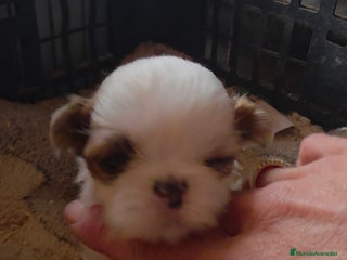 Shih Tzu perros Shiht-zu - Anuncio 1