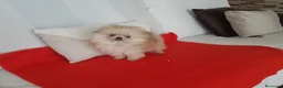 Pomerania perros en venta: Lulú de pomerania - Anuncio 1