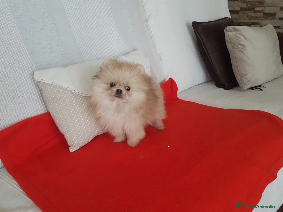 Pomerania perros en venta: Lulú de pomerania - Anuncio 1