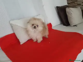 Pomerania perros Lulú de pomerania - Anuncio 17
