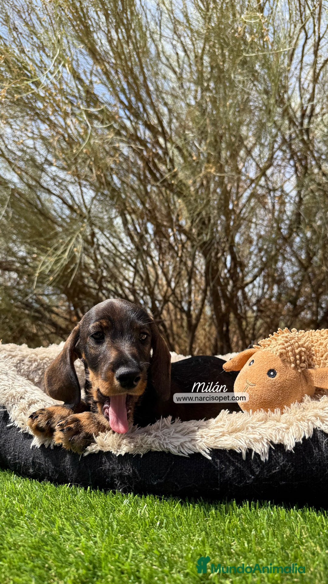 Teckel Miniatura perros en venta: TECKEL PELO DURO MACHO - Imagen 3