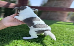 Chihuahua perros en venta: CHIHUAHUA MACHO - Imagen 8