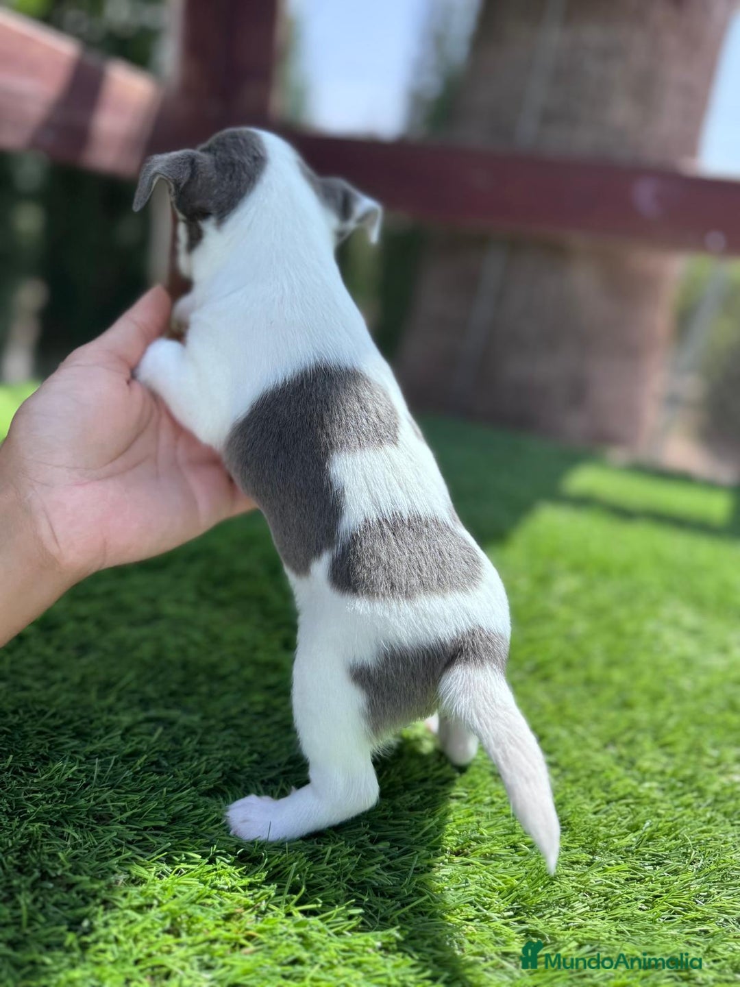 Chihuahua perros en venta: CHIHUAHUA MACHO - Imagen 8