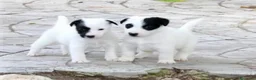 Fox Terrier de Pelo Liso perros en venta: Cachorros machos Fox Terrier pelo liso - Anuncio 1