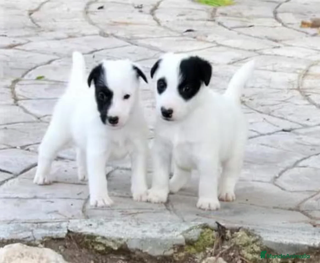 Fox Terrier de Pelo Liso perros en venta: Cachorros machos Fox Terrier pelo liso - Anuncio 1