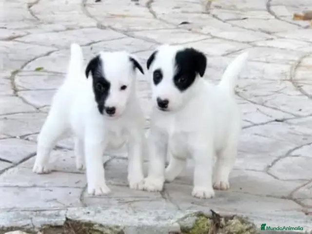 Fox Terrier de Pelo Liso perros Cachorros machos Fox Terrier pelo liso - Anuncio 1