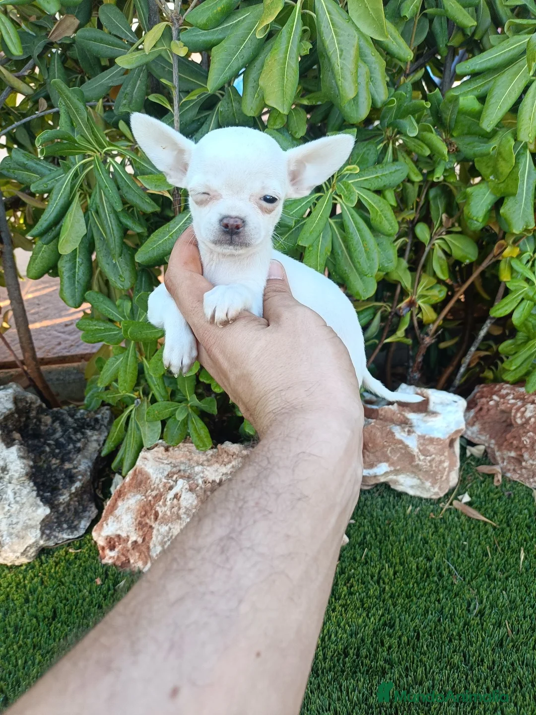 Chihuahua perros en venta: Hembrita Chihuahua Toy Blanca - Anuncio 2