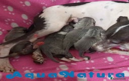 Pequeño Lebrel Italiano perros en venta: Camada Lebrel Italiano de BN y Omega AQUANATURA - Imagen 6