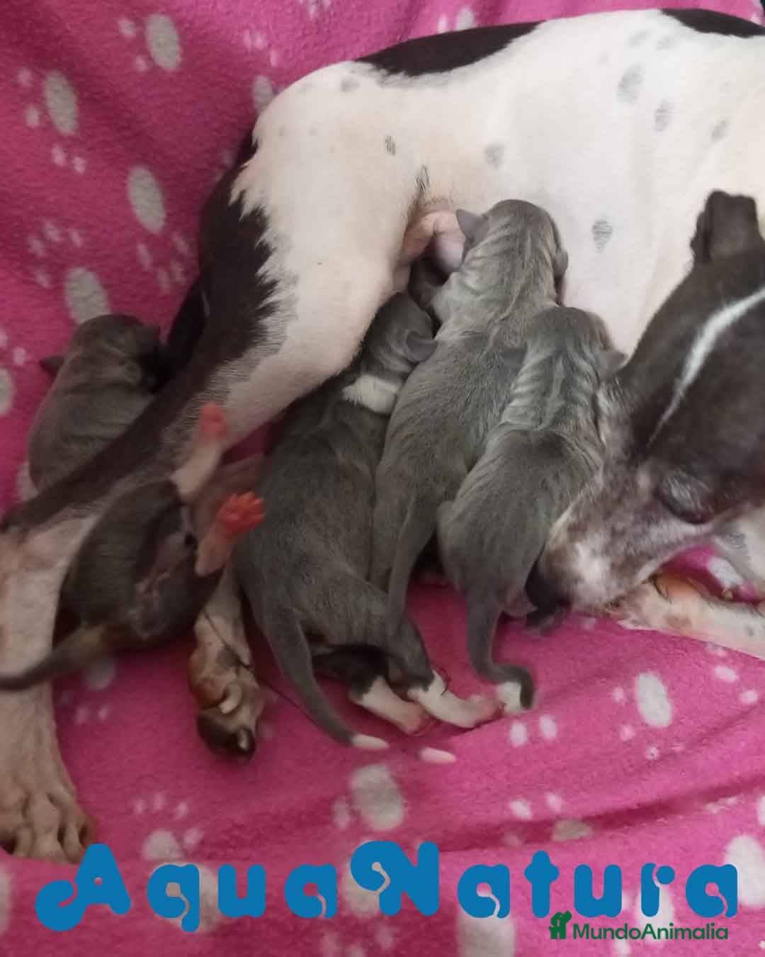 Pequeño Lebrel Italiano perros en venta: Camada Lebrel Italiano de BN y Omega AQUANATURA - Imagen 6