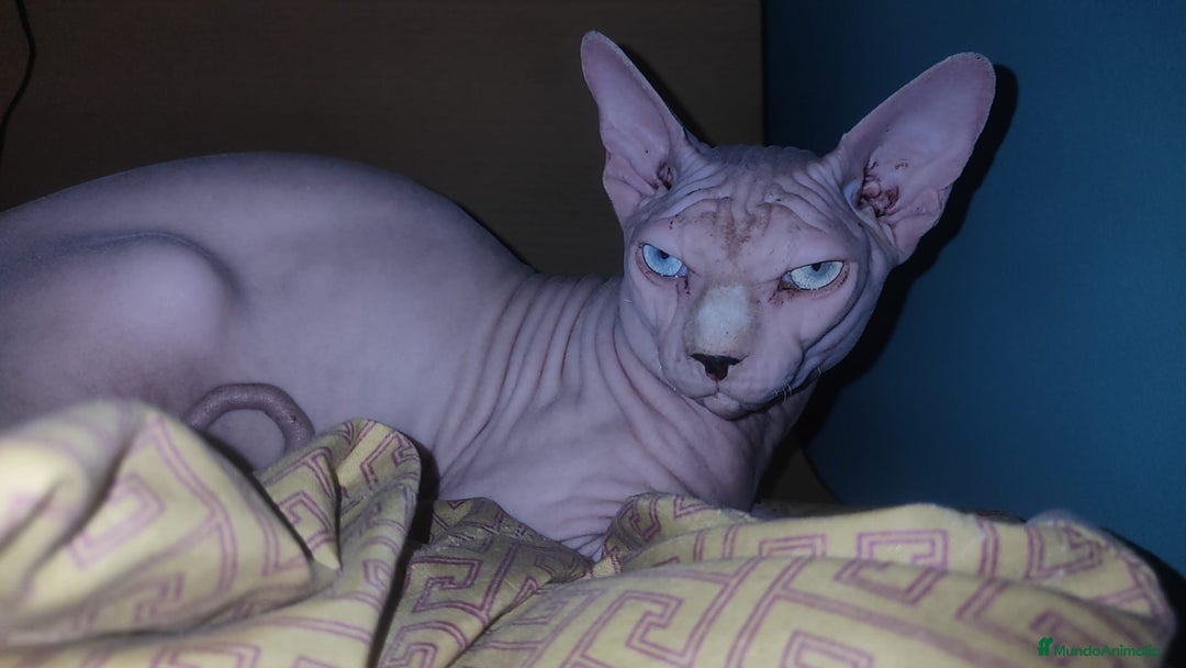 Sphynx gatos en venta: Sphynx pura raza. Tacto goma - Imagen 8