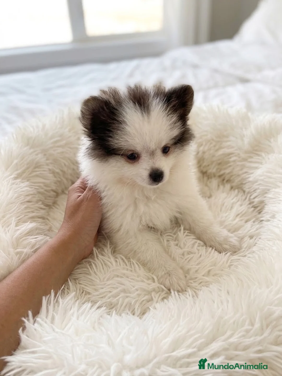 Pomerania perros en venta: Pomerania macho bicolor🐻 - Anuncio 2