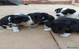 Ratonero Bodeguero Andaluz perros en adopcion: Cachorros mestizos  - Imagen 2