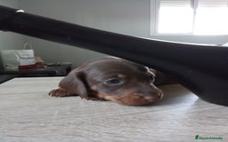 Teckel perros en venta: Hembra de teke kaninchen  - Imagen 3