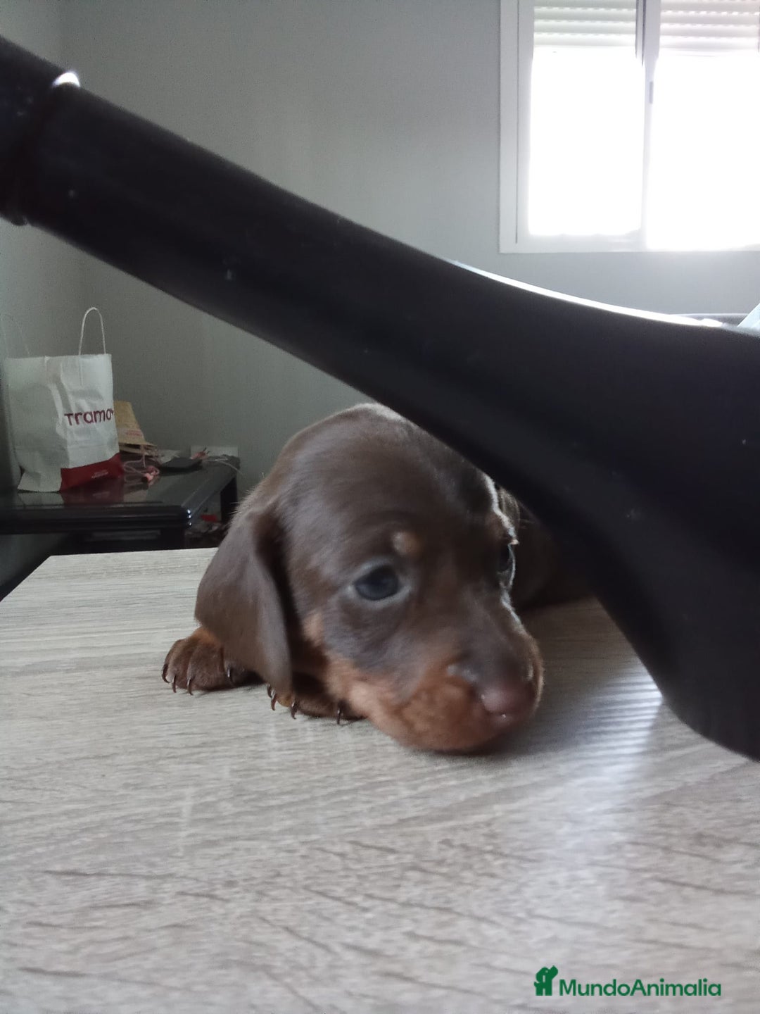 Teckel perros en venta: Hembra de teke kaninchen  - Imagen 3