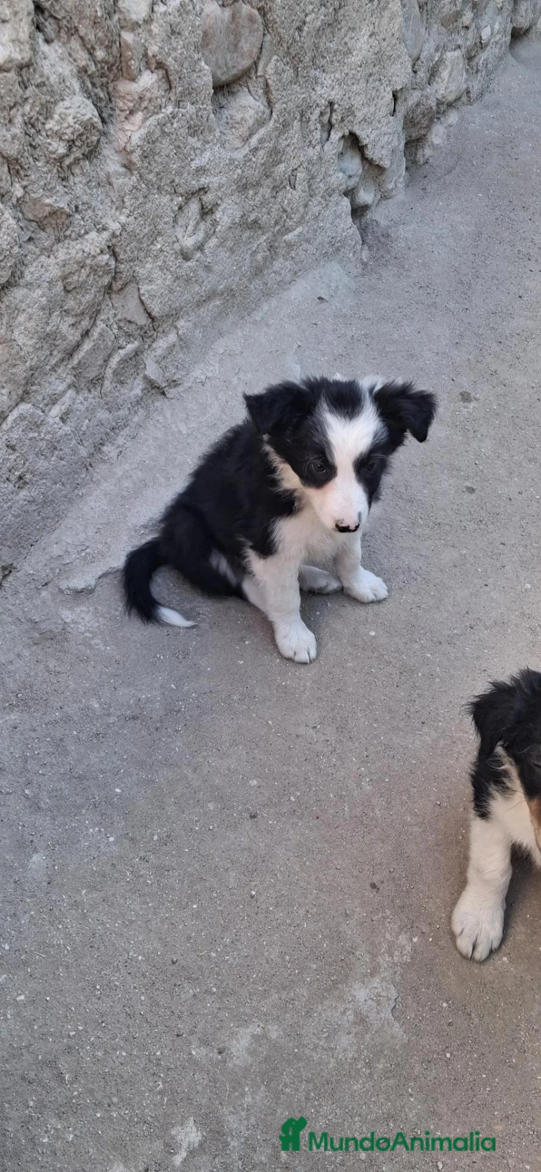 Border Collie perros en venta: Cachorros de border collie - Anuncio 2