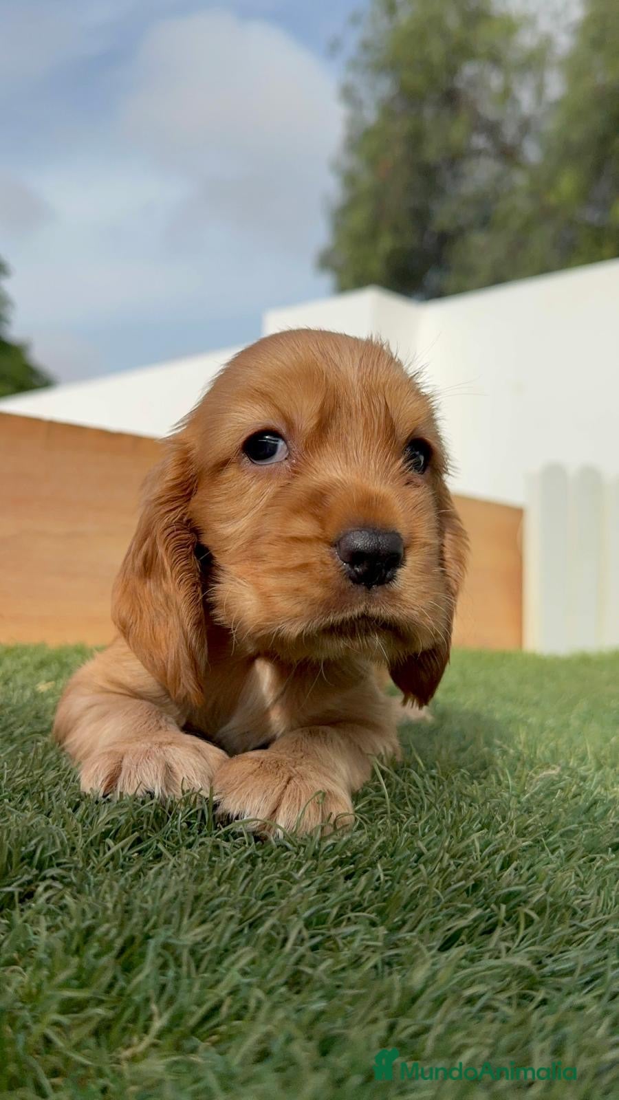 Cocker Spaniel Inglés perros COCKER HEMBRA - Anuncio 1