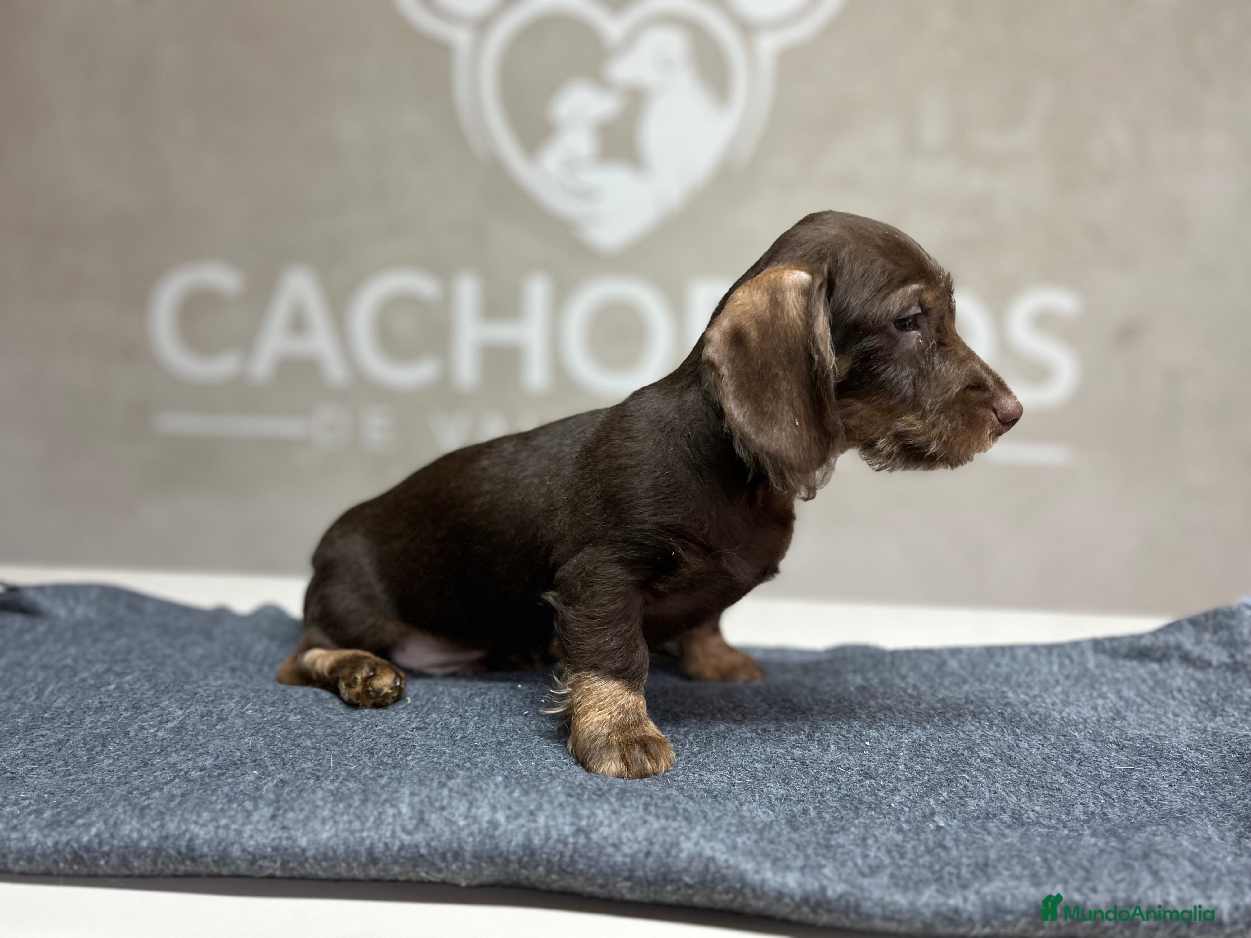 Teckel perros Teckel pelo duro chocolate  - Anuncio 1