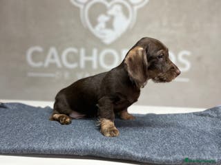 Teckel perros Teckel pelo duro chocolate - Anuncio 1