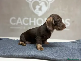 Teckel perros Teckel pelo duro chocolate - Anuncio 6