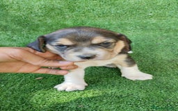 Beagle perros en venta: Beagle - Imagen 9