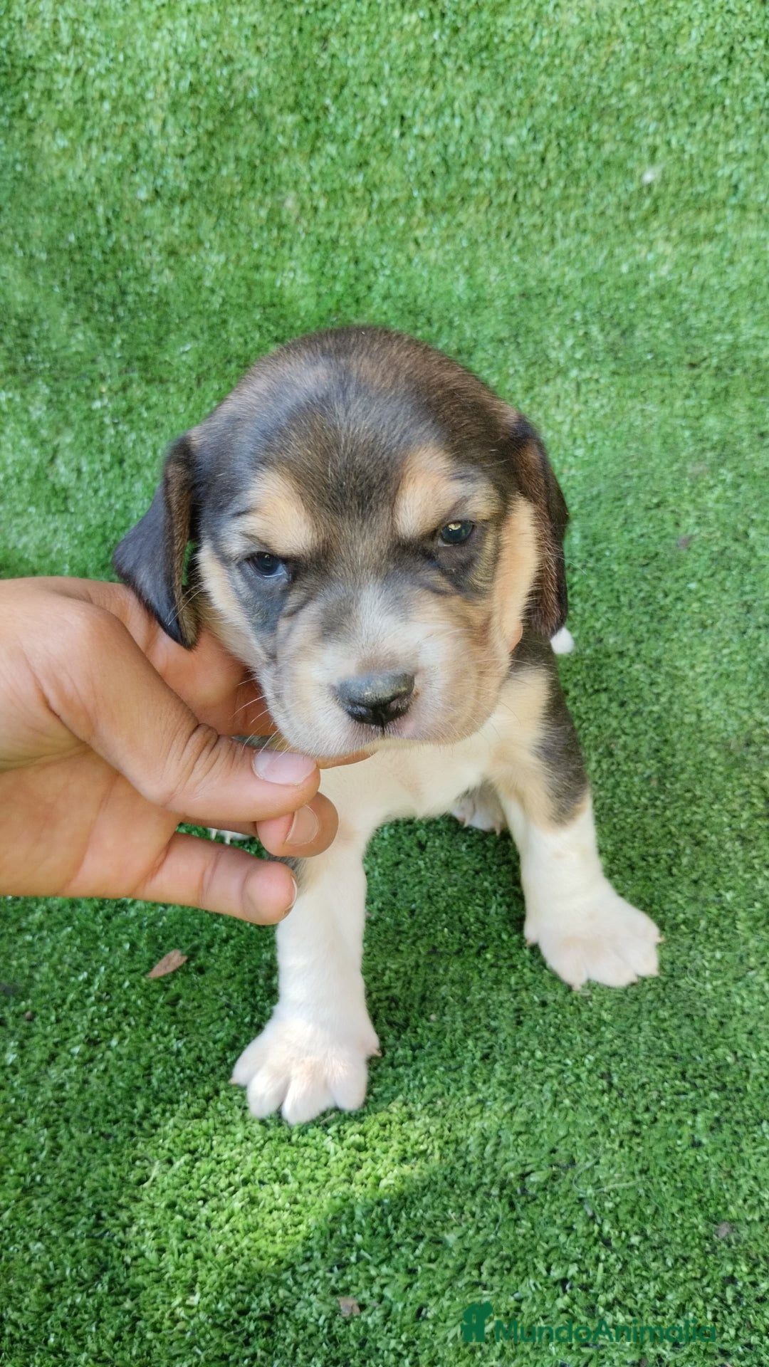 Beagle perros en venta: Beagle - Imagen 9