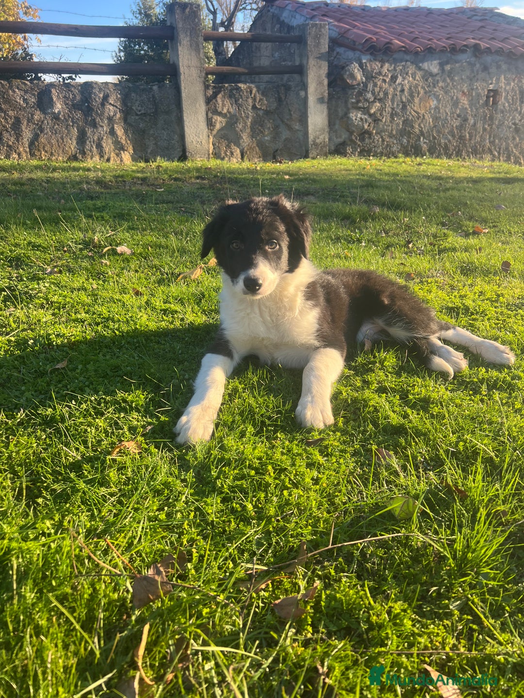 Border Collie perros en venta: Border Collie Puros - Anuncio 1
