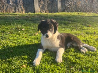 Border Collie perros Border Collie Puros - Anuncio 12