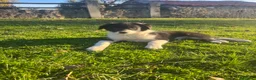 Border Collie perros en venta: Border Collie Puros - Anuncio 1