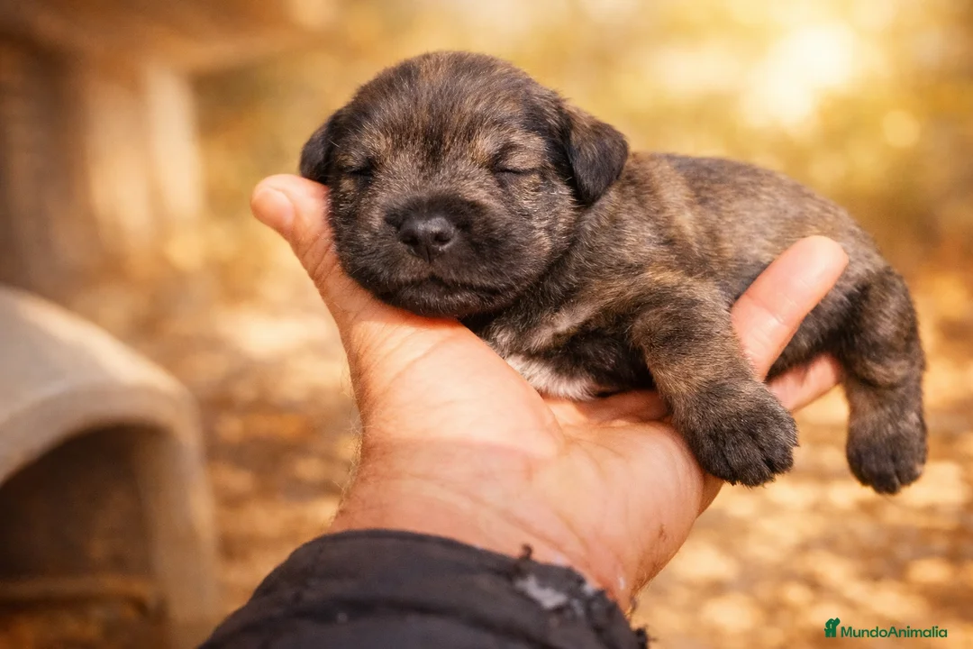 Schnauzer Miniatura perros en venta: Camada Luna Schnauzer - Anuncio 2