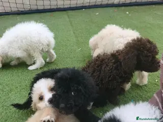Perro de Agua Español perros 🔥🔥PRECIO 650🔥🔥 - Anuncio 21
