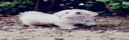 Bichón Maltés perros en venta: Bichón maltés  - Anuncio 3