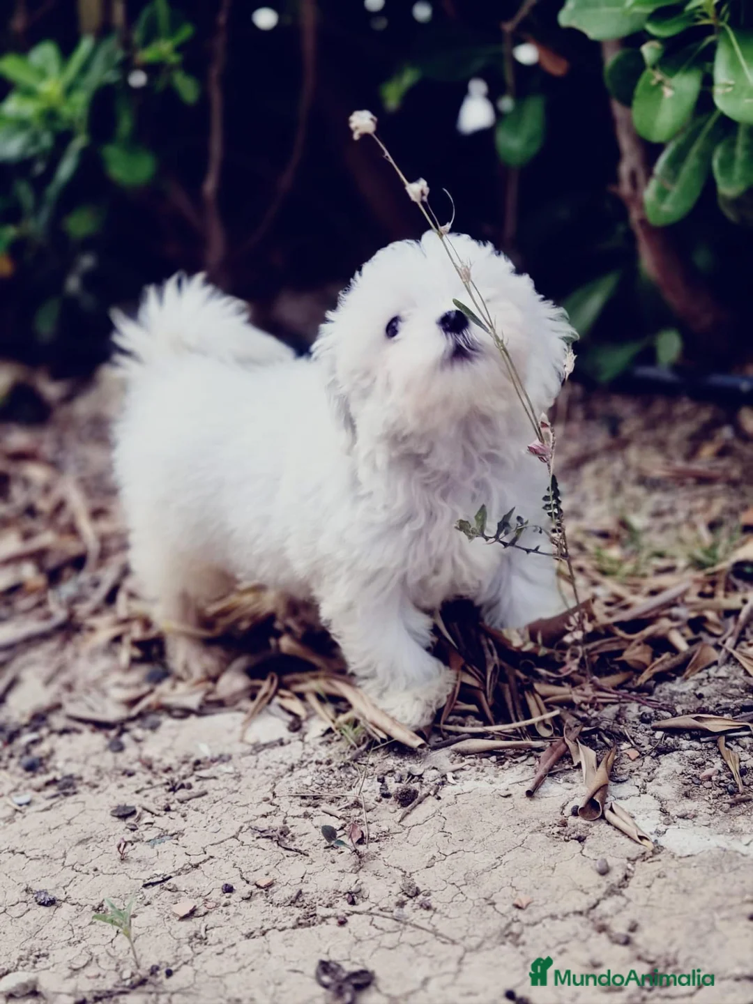 Bichón Maltés perros en venta: Bichón maltés  - Anuncio 3