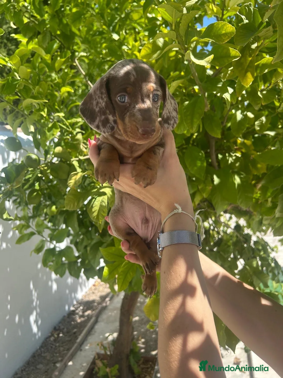 Teckel Miniatura perros en venta: teckel arlequin  - Anuncio 2