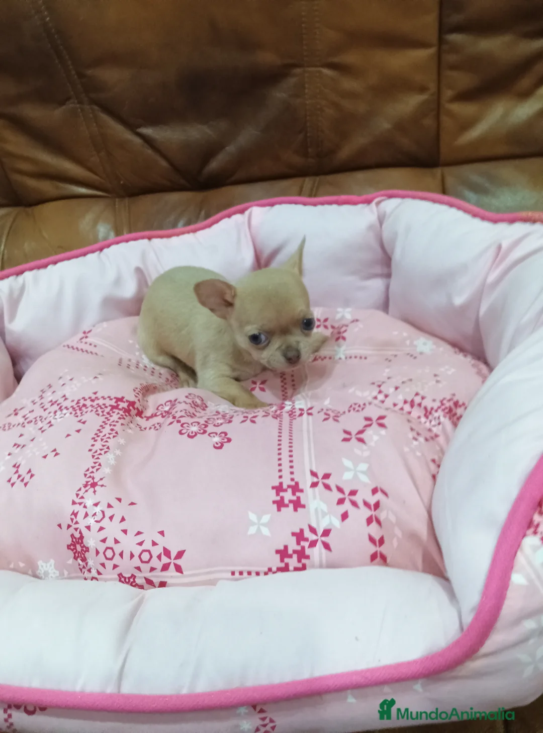 Chihuahua perros en venta: CHIHUAHUA toy  - Anuncio 7