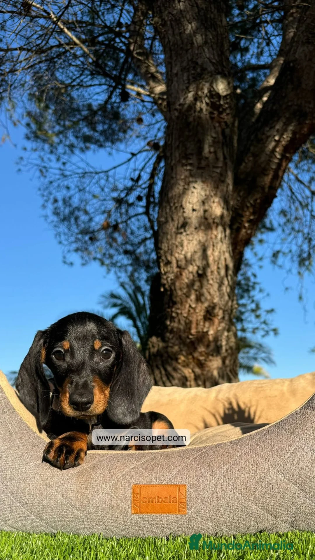 Teckel Miniatura perros en venta: TECKEL NEGRO FUEGO - Anuncio 1