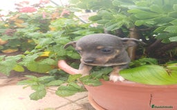 Chihuahua perros en venta: Hembra chihuahua blue  - Anuncio 6