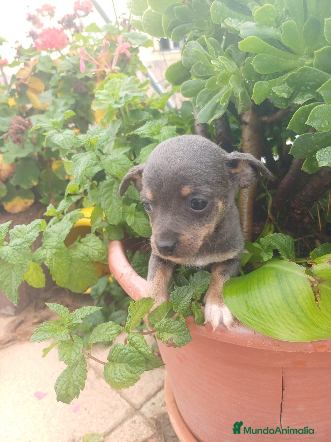 Chihuahua perros en venta: Hembra chihuahua blue  - Anuncio 6
