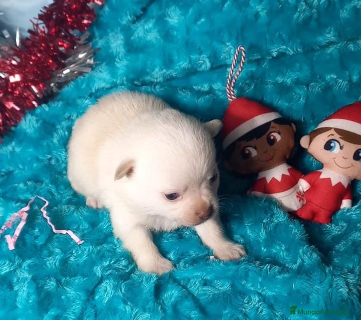 Chihuahua perros Pomchi pelo largo y semilargo  - Anuncio 18