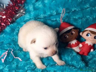 Chihuahua perros Pomchi pelo largo y semilargo - Anuncio 3