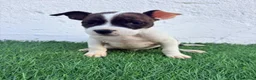 American Staffordshire-Terrier perros en venta: American Stanffordshire terrier - Anuncio 11