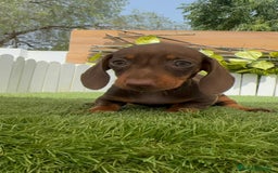 Teckel perros en venta: TECKEL HEMBRA CHOCOLATE MINIATURA  - Imagen 7