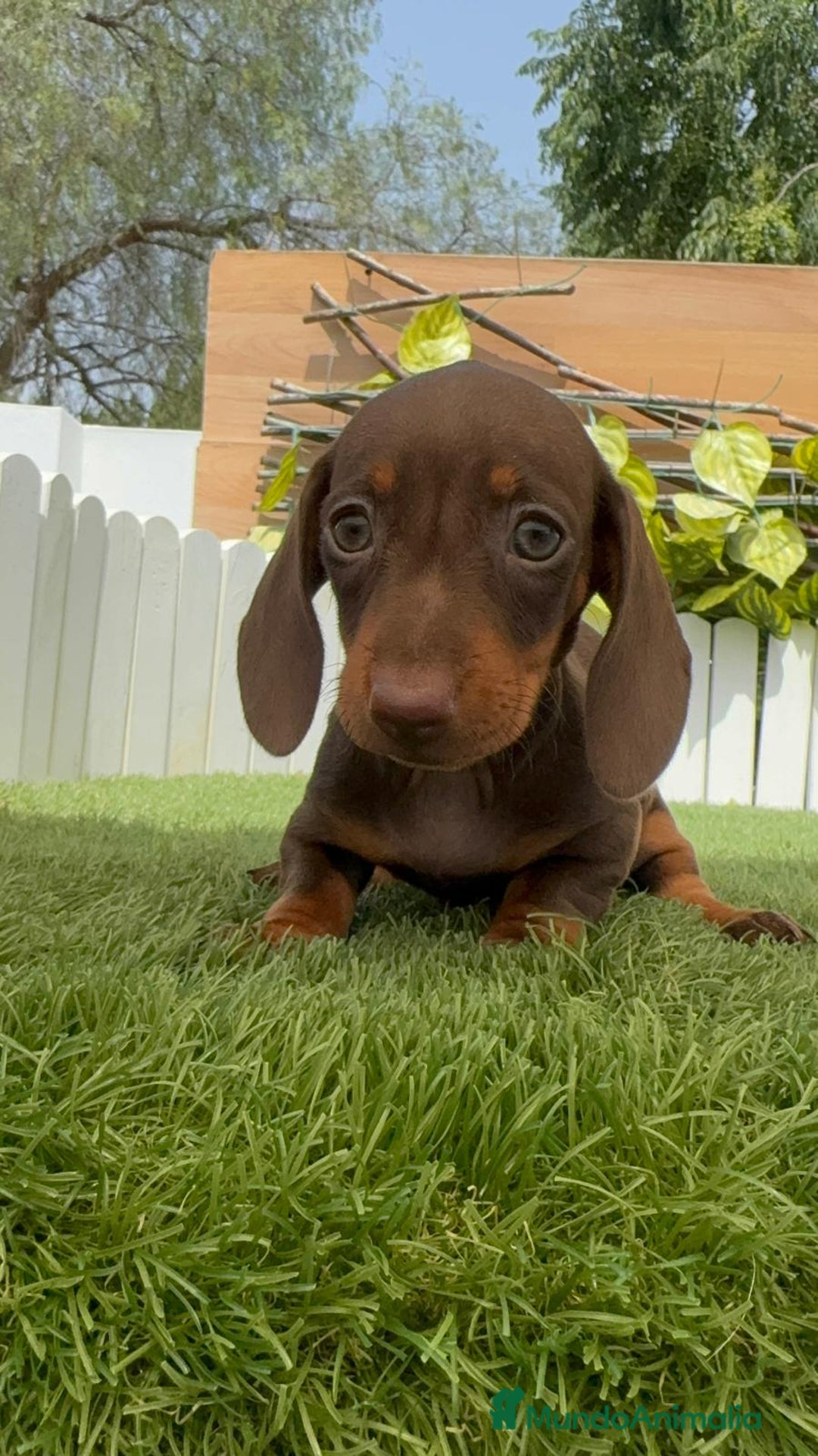 Teckel perros en venta: TECKEL HEMBRA CHOCOLATE MINIATURA  - Imagen 7