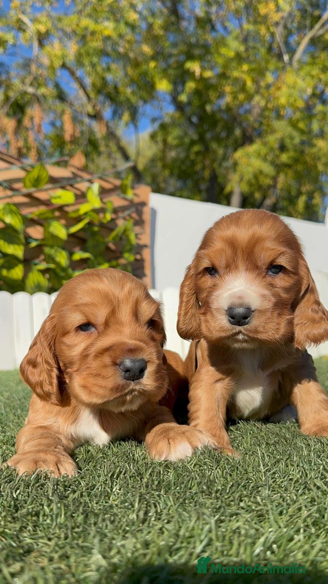Cocker Spaniel Inglés perros en venta: COCKER SPANIEL INGLES - Anuncio 9