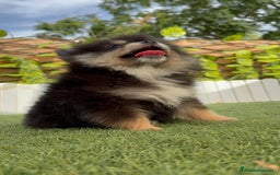 Pomerania perros en venta: POMERANIA HEMBRA LISTA PARA ENTREGAR - Imagen 11