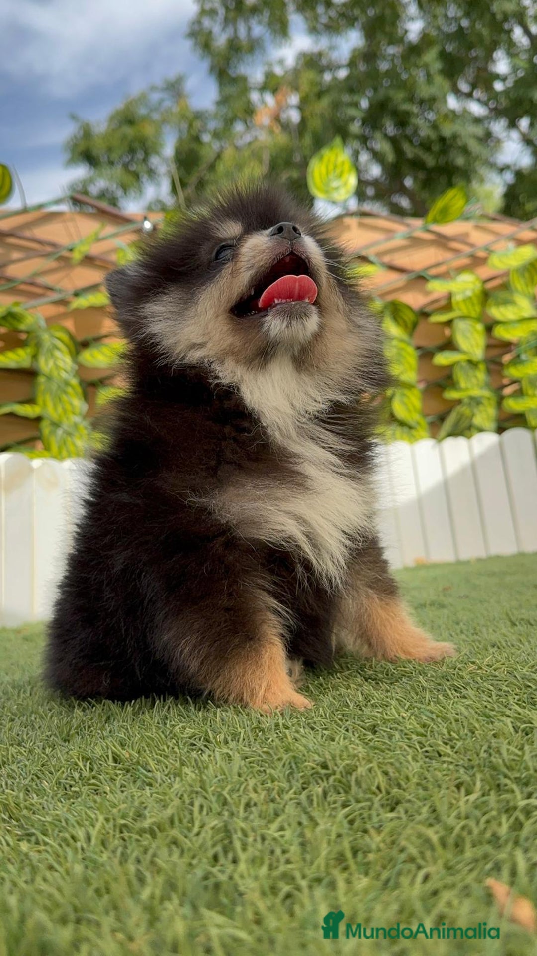 Pomerania perros en venta: POMERANIA HEMBRA LISTA PARA ENTREGAR - Imagen 11
