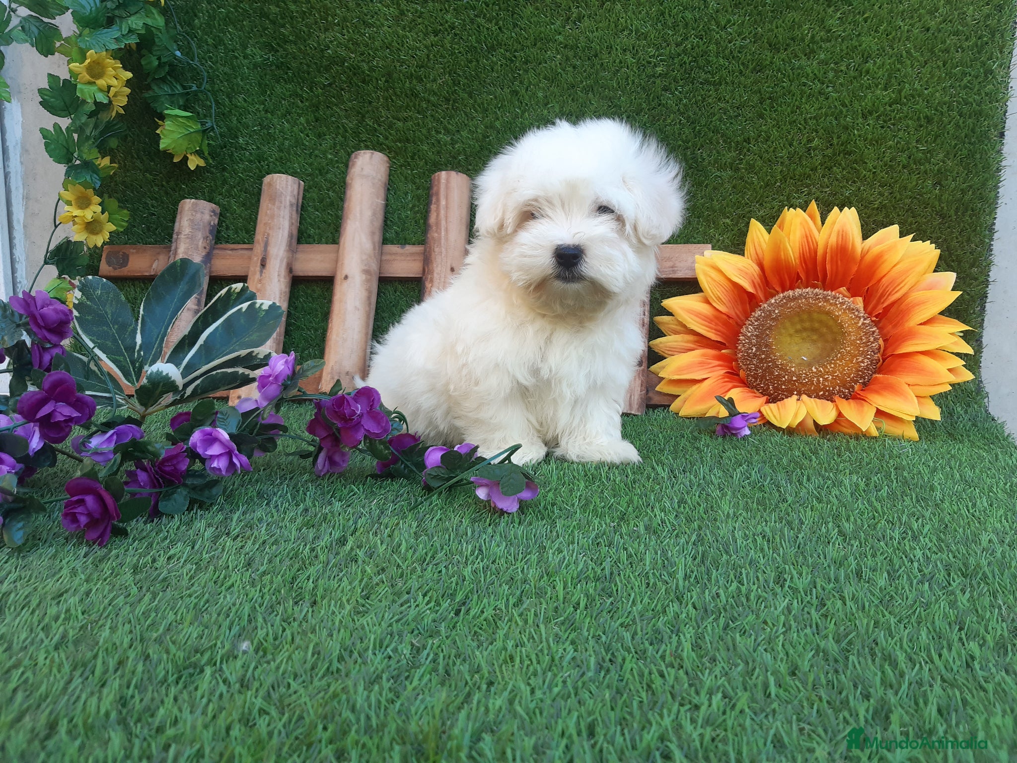 Bichón Maltés perros PRECIOSOS BICHON MALTES  LINEA TOY  - Anuncio 1