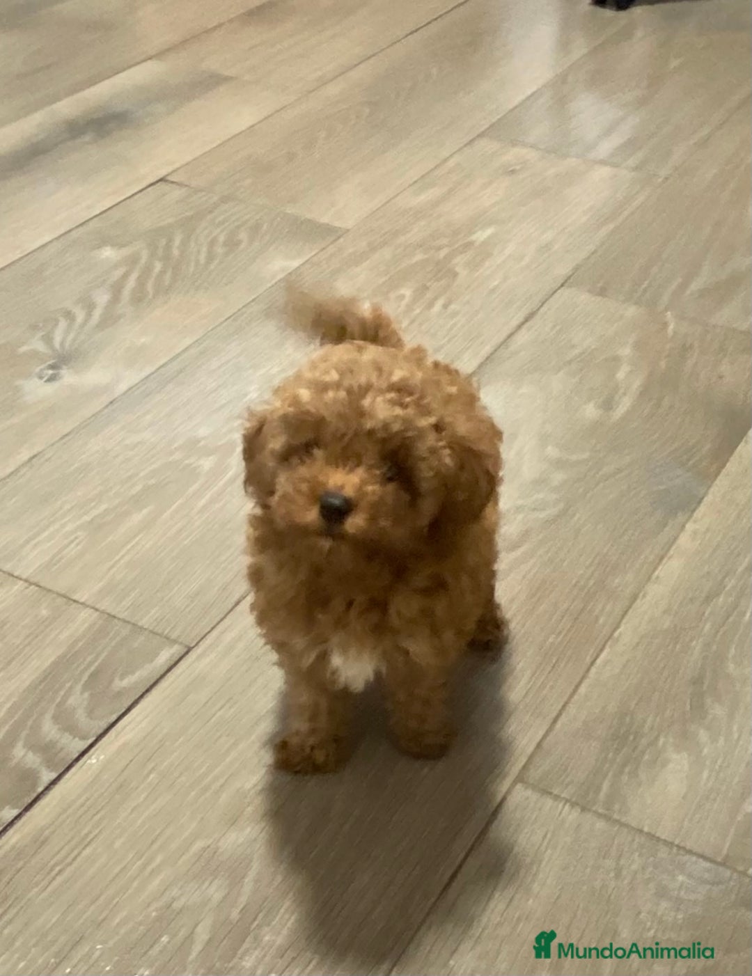 Caniche Enano perros en venta: Preciosos Caniches  - Imagen 10