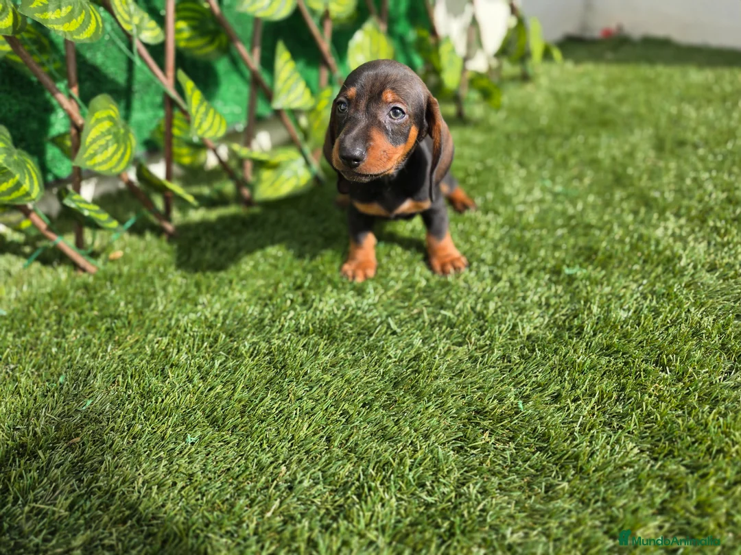 Teckel Miniatura perros en venta: TECKEL MINIATURA - Anuncio 3