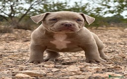 American Bully perros en venta: American Bully - Imagen 4